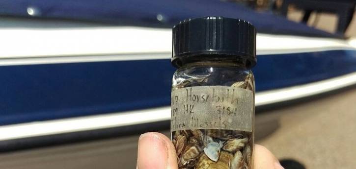 Image 1: An ANS inspector holds a vial of mussels removed from a boat at Horsetooth Reservoir in 2018. Photo (c) Leslie Sanders