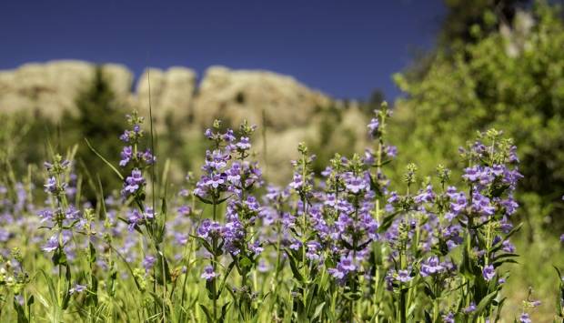 Flores silvestres nativas de Larimer County Horsetooth Rock