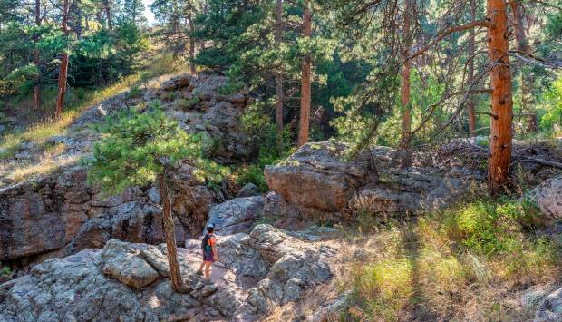 Horsetooth Mountain trails and forest with hiker