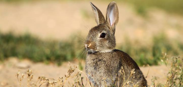 Rabbit