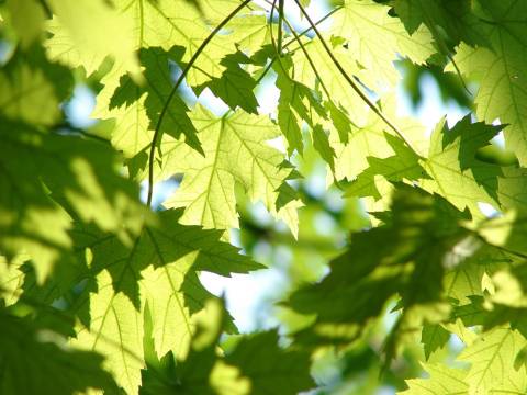 Leaves Leaves