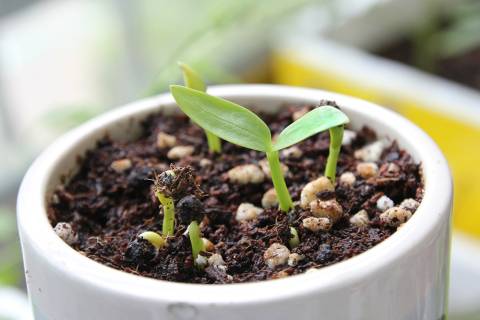 Sprout Sprout