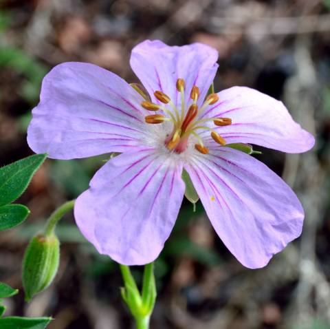 Wildflower & Native Plant Walk
