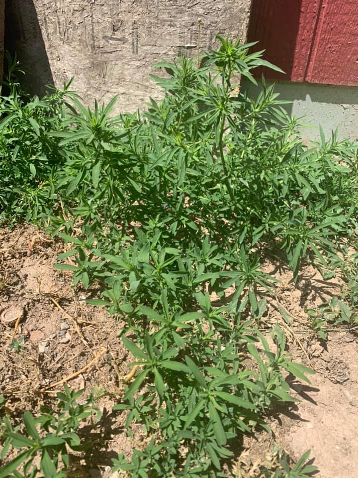 weed larimer stalky weeds fast plant growing identify county grows barely proliferated yard very