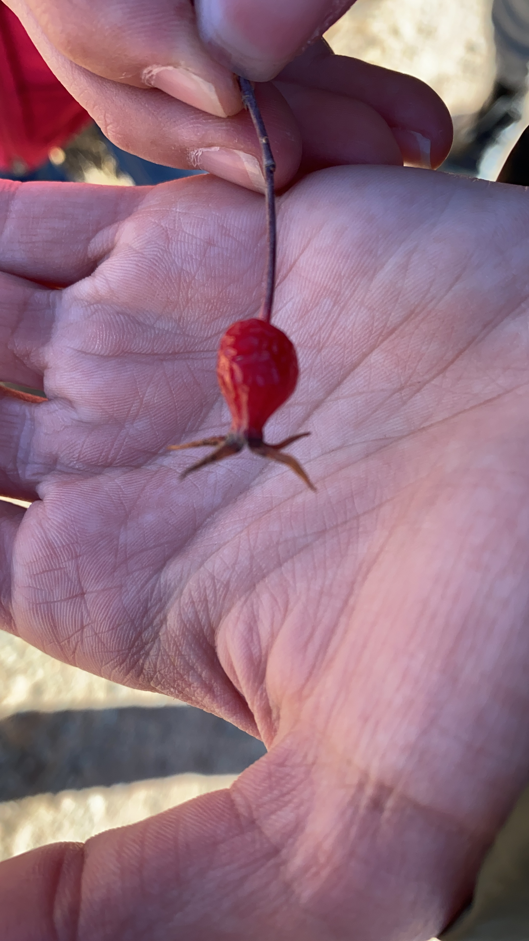 Identify This Weed Larimer County
